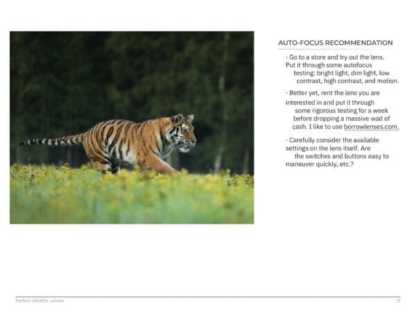 Perfect Wildlife Lenses - Image 3
