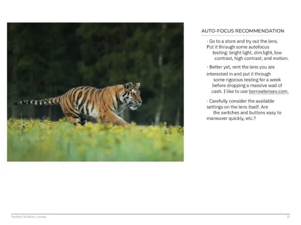 Perfect Wildlife Lenses - Image 3