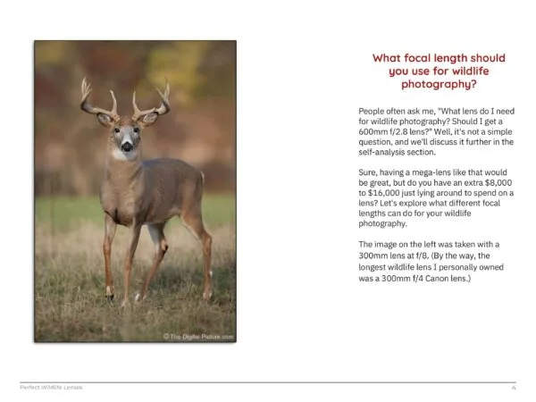 Perfect Wildlife Lenses - Image 5