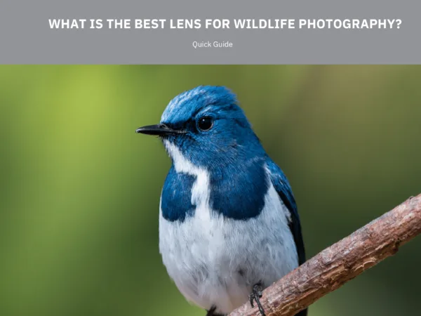 Perfect Wildlife Lenses